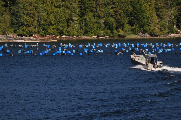 oyster farm